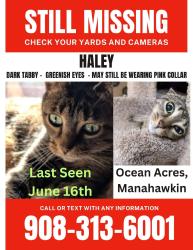 Lost Female Cat last seen Inlet Ave, Stafford Township, NJ 08050
