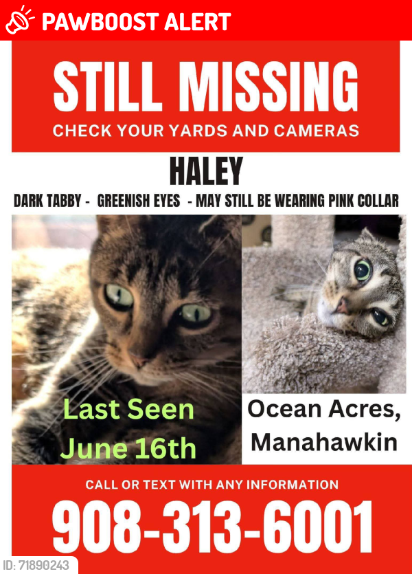 Lost Female Cat last seen Inlet Ave, Stafford Township, NJ 08050