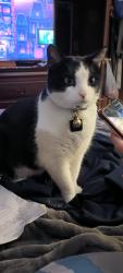 Lost Male Cat last seen Ridgeview Heights , Erlanger, KY 41018