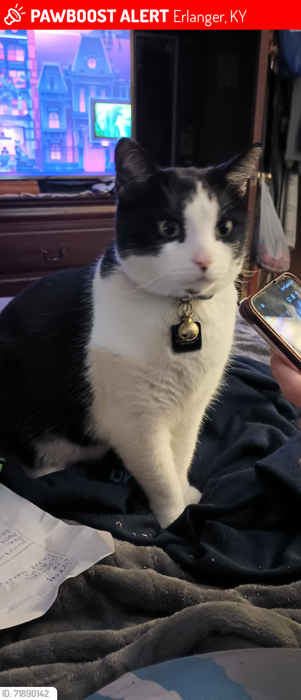 Lost Male Cat last seen Ridgeview Heights , Erlanger, KY 41018