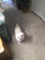 Lost Female Dog last seen Sandpiper Spring, TX, Spring, TX 77373