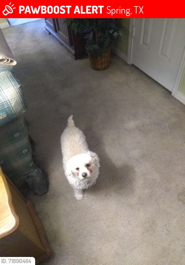 Lost Female Dog last seen Sandpiper Spring, TX, Spring, TX 77373