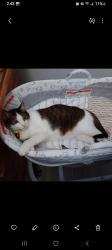Lost Male Cat last seen Bermuda Dunes, Bermuda Dunes, CA 92203