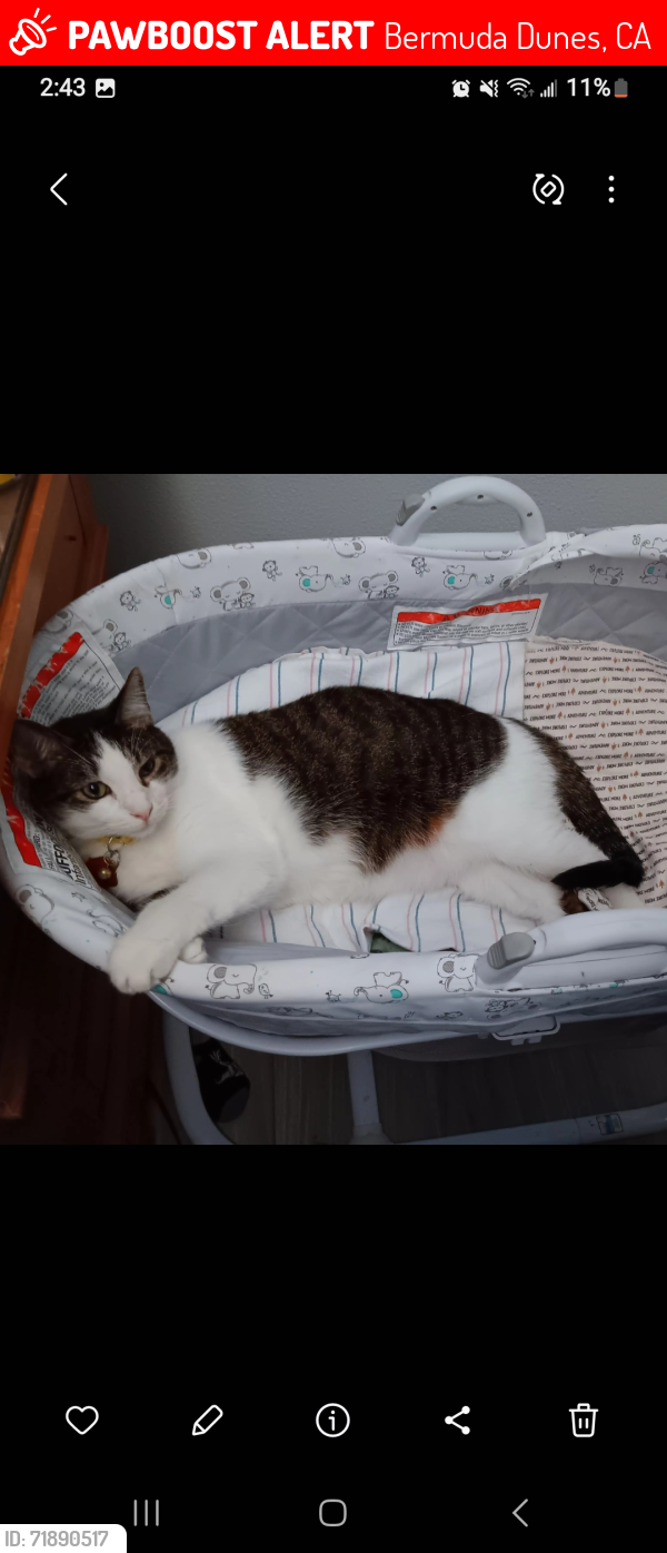 Lost Male Cat last seen Bermuda Dunes, Bermuda Dunes, CA 92203