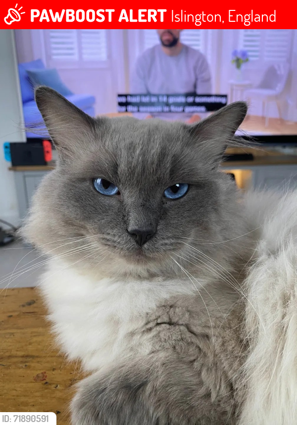 Lost Male Cat last seen Near Packington Square, Gate 13 - Ground Floor, Islington, England 
