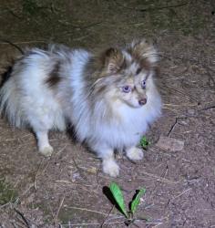 Lost Female Dog last seen Rosewood Drive Magalia, CA, Magalia, CA 95954