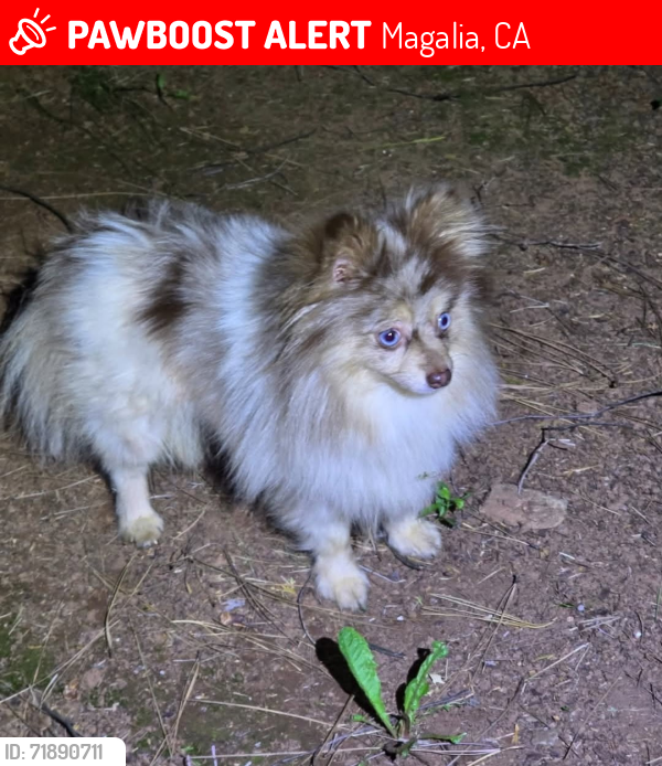 Lost Female Dog last seen Rosewood Drive Magalia, CA, Magalia, CA 95954