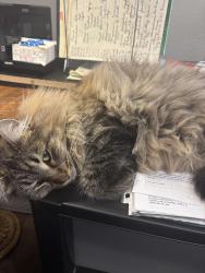Lost Female Cat last seen Sheridan and Troost Streets, Olathe, KS 66061