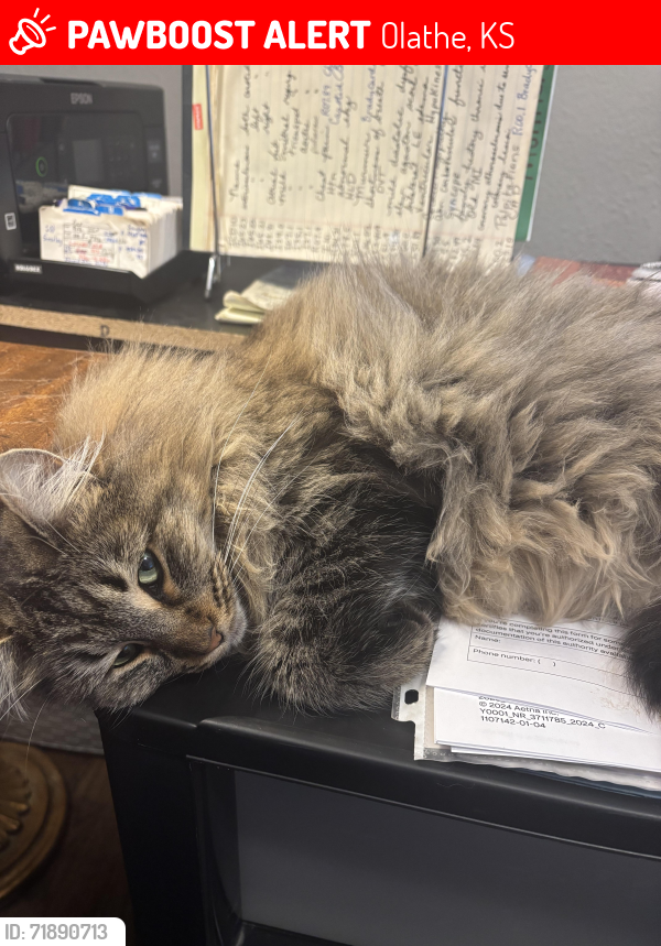 Lost Female Cat last seen Sheridan and Troost Streets, Olathe, KS 66061