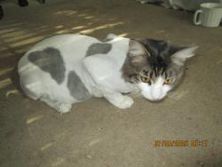 Lost Male Cat last seen rt 95 north rest area  Rocky Hill NC, Transylvania County, NC 28712