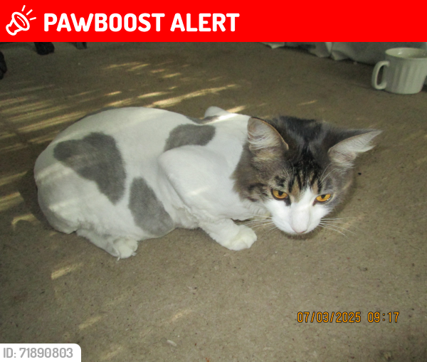 Lost Male Cat last seen rt 95 north rest area  Rocky Hill NC, Transylvania County, NC 28712
