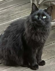 Lost Female Cat last seen Busbee view / rock hill rd, Asheville NC, Asheville, NC 28803