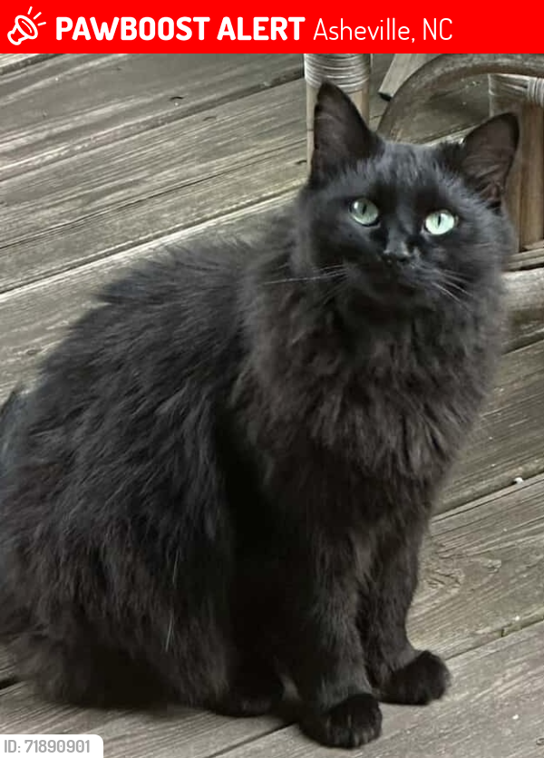Lost Female Cat last seen Busbee view / rock hill rd, Asheville NC, Asheville, NC 28803