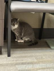 Lost Female Cat last seen Logan drive, Fremont, ca, Fremont, CA 94538
