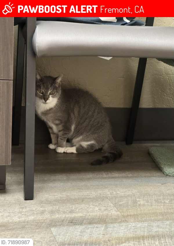 Lost Female Cat last seen Logan drive, Fremont, ca, Fremont, CA 94538