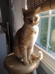 Lost Male Cat last seen sonata ln alpharetta, Alpharetta, GA 30004