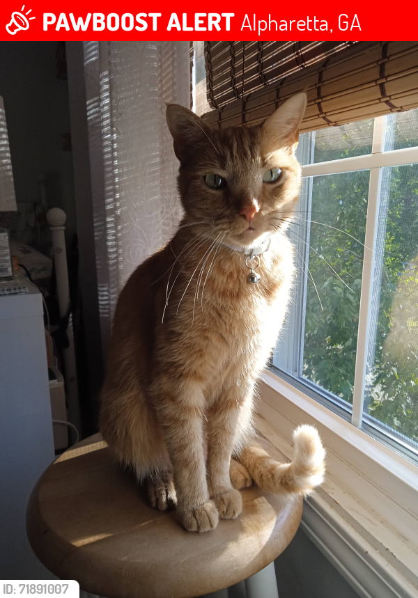 Lost Male Cat last seen sonata ln alpharetta, Alpharetta, GA 30004