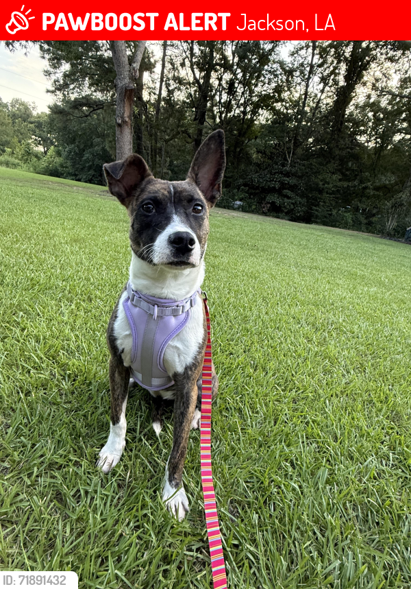 Lost Female Dog last seen Chef’s To Go, Jackson, LA 70748
