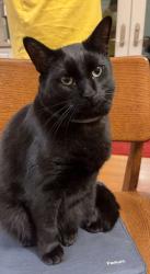 Lost Male Cat last seen Orange Grove Rd & Winton Place, 1 mile from New Grady Brown Rd, Orange County, NC 27278