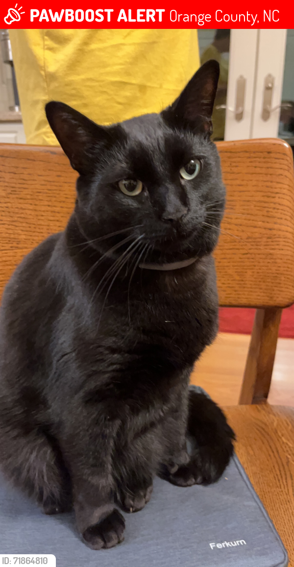 Lost Male Cat last seen Orange Grove Rd & Winton Place, 1 mile from New Grady Brown Rd, Orange County, NC 27278