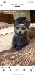 Lost Female Cat last seen Sheffield and easy Village Road, Northampton Township, PA 18966