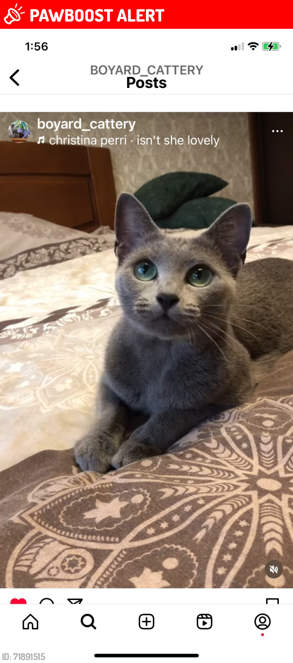 Lost Female Cat last seen Sheffield and easy Village Road, Northampton Township, PA 18966