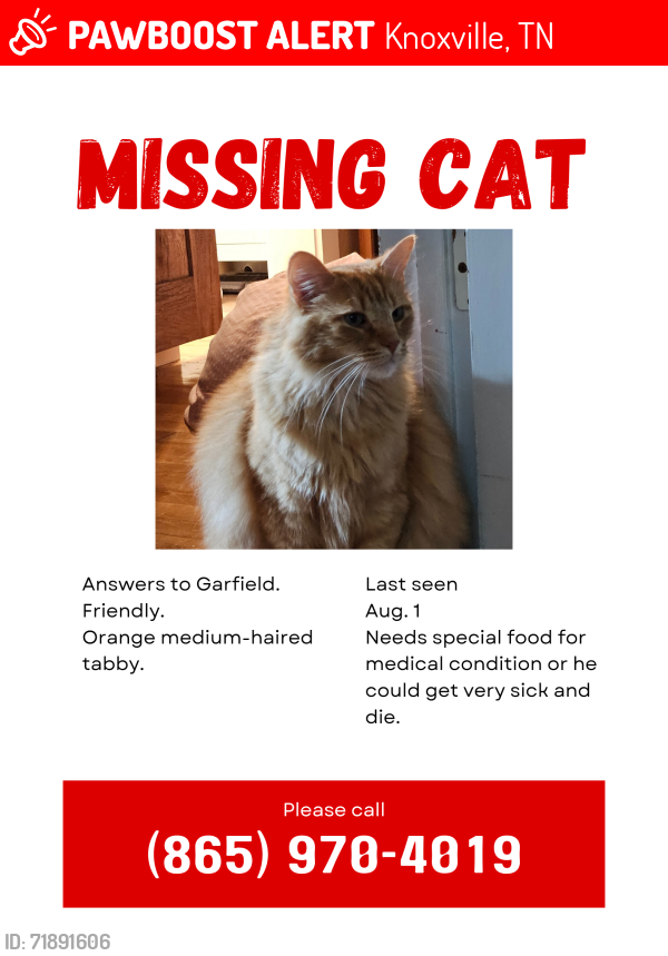 Lost Male Cat last seen David Lane & Kingston Pike, Knoxville, TN 37922