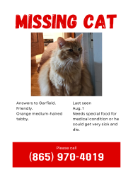 Lost Male Cat last seen David Lane & Kingston Pike, Knoxville, TN 37922