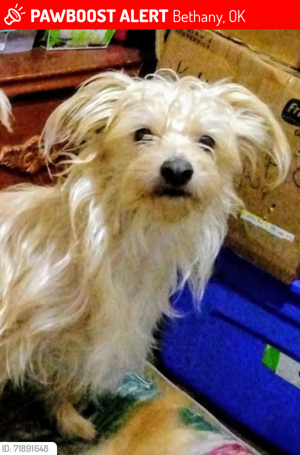 Lost Male Dog last seen 16th and Rockwell, Timber & Divis NW 23RD, Bethany, OK 73008