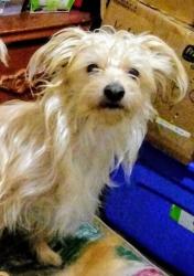 Lost Male Dog last seen 16th and Rockwell, Timber & Divis NW 23RD, Bethany, OK 73008