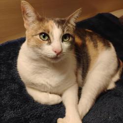 Lost Female Cat last seen Behind Larry burgers alley , Los Angeles, CA 90731