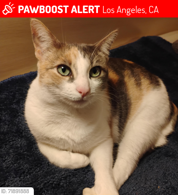 Lost Female Cat last seen Behind Larry burgers alley , Los Angeles, CA 90731
