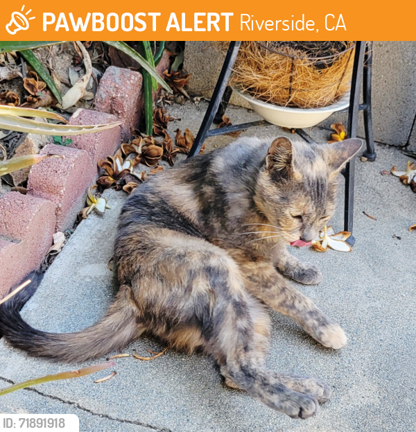 Riverside, CA Stray Cat Found Near Magnolia ave and Madison st. | PawBoost