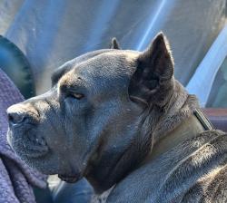 Lost Female Dog last seen Reseda and hatteres, Los Angeles, CA 91356