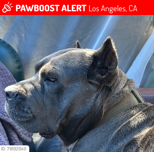 Lost Female Dog last seen Reseda and hatteres, Los Angeles, CA 91356