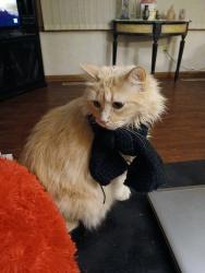 Lost Female Cat last seen Hutchinson Fire Department, Fire Station 7, Hutchinson, KS 67502