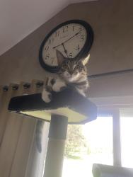 Lost Female Cat last seen Howe rd and Maple Rd, Grand Blanc, MI 48439