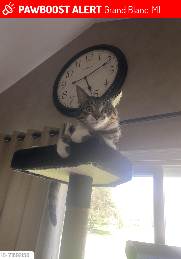 Lost Female Cat last seen Howe rd and Maple Rd, Grand Blanc, MI 48439