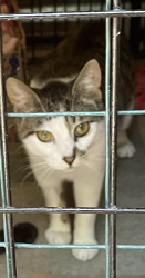 Lost Male Cat last seen Lorain Rd and Vandyke Rd and Bellwood Rd vicinity, San Marino, CA 91108