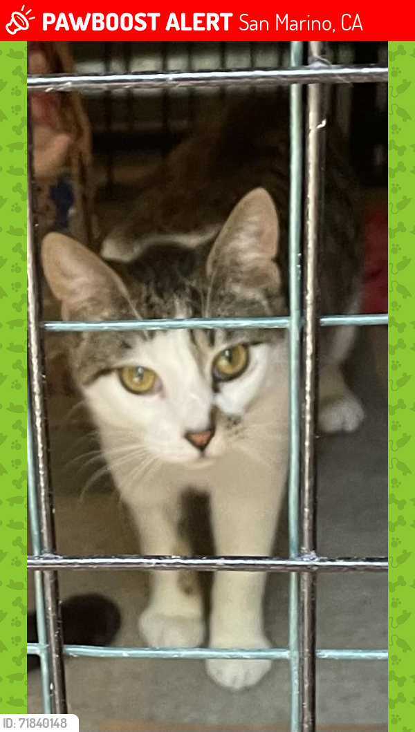 Lost Male Cat last seen Lorain Rd and Vandyke Rd and Bellwood Rd vicinity, San Marino, CA 91108