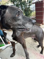 Reunited Male Dog last seen Johnston st. and main st., Los Angeles, CA 90031