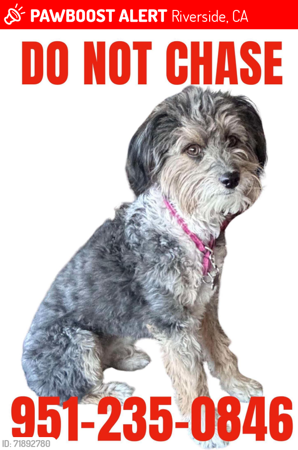Lost Female Dog last seen Pathway Church, Riverside, CA 92503