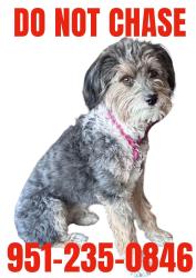 Lost Female Dog last seen Pathway Church, Riverside, CA 92503