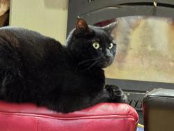 Lost Female Cat last seen Near Horsely place drive castle rock washington 98611, Castle Rock, WA 98611