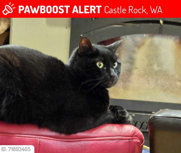 Lost Female Cat last seen Near Horsely place drive castle rock washington 98611, Castle Rock, WA 98611