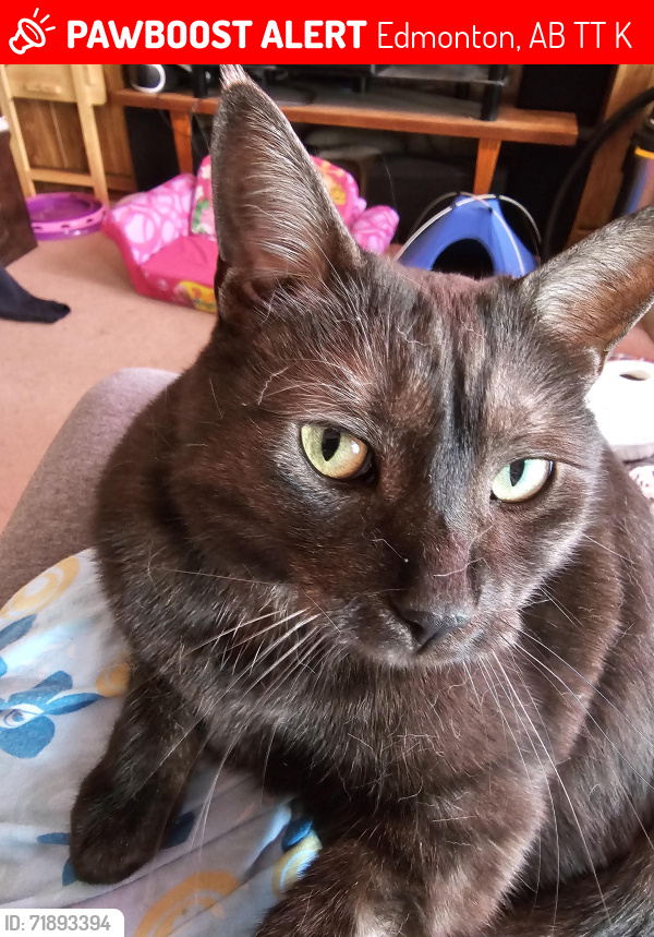 Lost Female Cat last seen 44th Ave 28a st, Edmonton, AB T6T 1K1