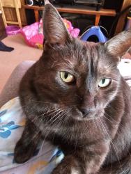Lost Female Cat last seen 44th Ave 28a st, Edmonton, AB T6T 1K1