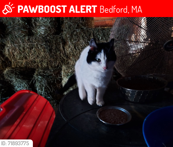 Lost Unknown Cat last seen Dudley Rd & Pickman Drive closer to North Rd Bedford MA, Bedford, MA 01730