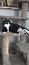 Lost Male Cat last seen North five mile and ustick , Boise, ID 83713