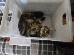 Lost Male Cat last seen 4th, Organ, NM 88052